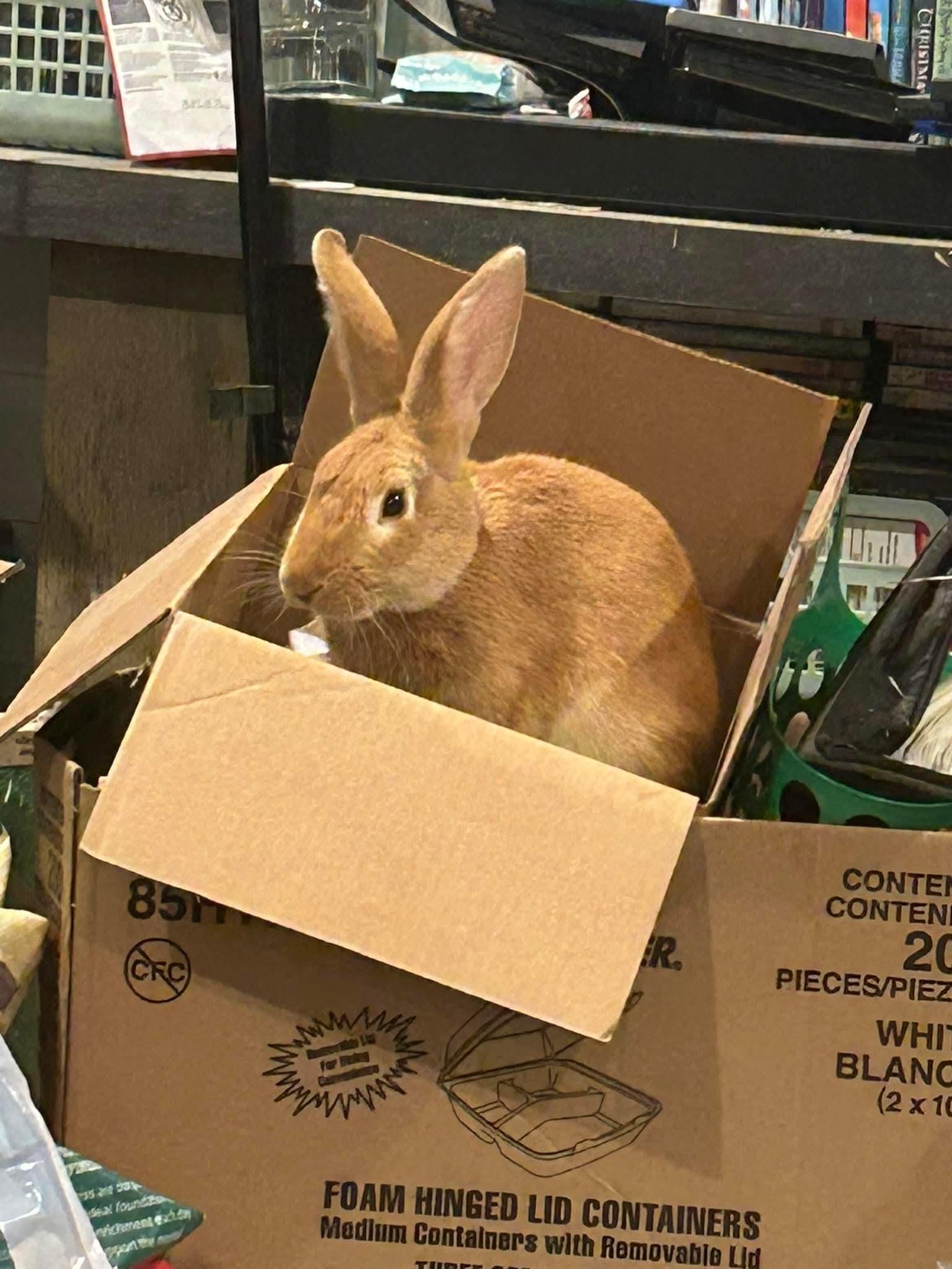 Sundance, a Adopted mixed breed in Paradis, LA image 2/4