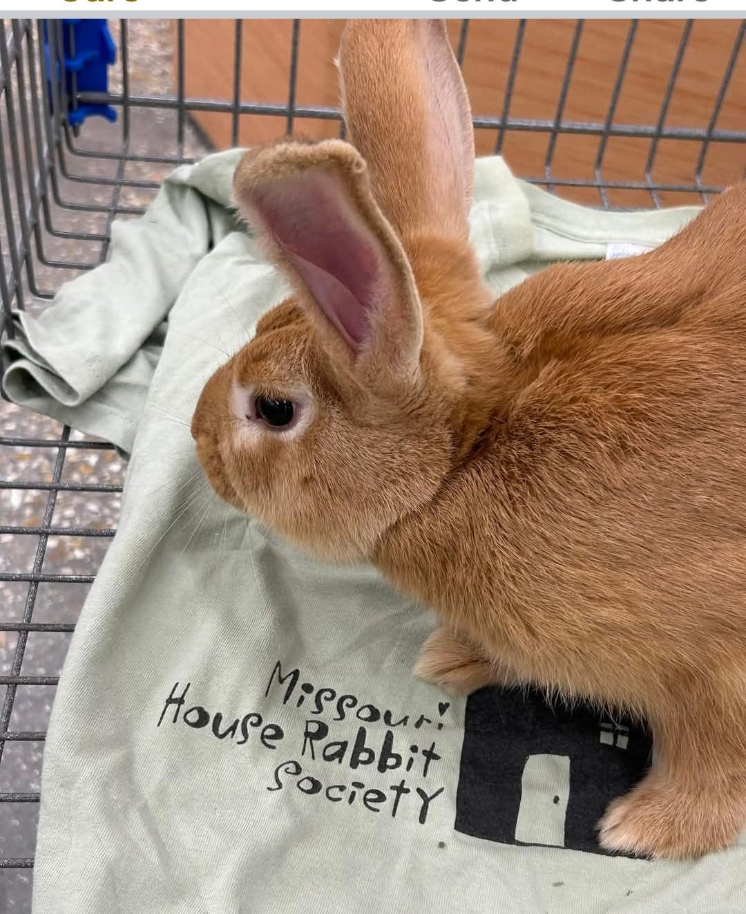 Sundance, a Adopted mixed breed in Paradis, LA image 3/4