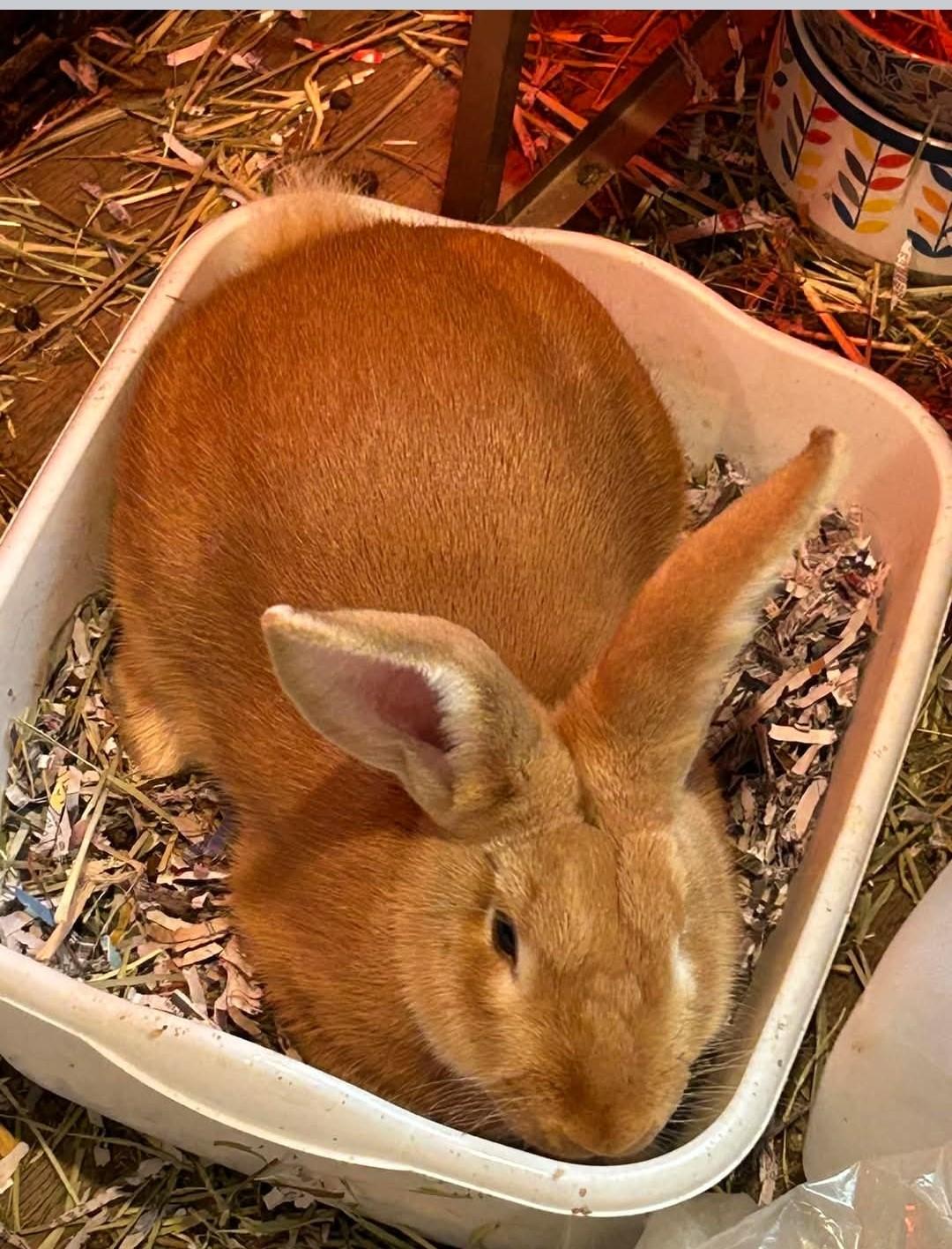 Sundance, a Adopted mixed breed in Paradis, LA image 4/4