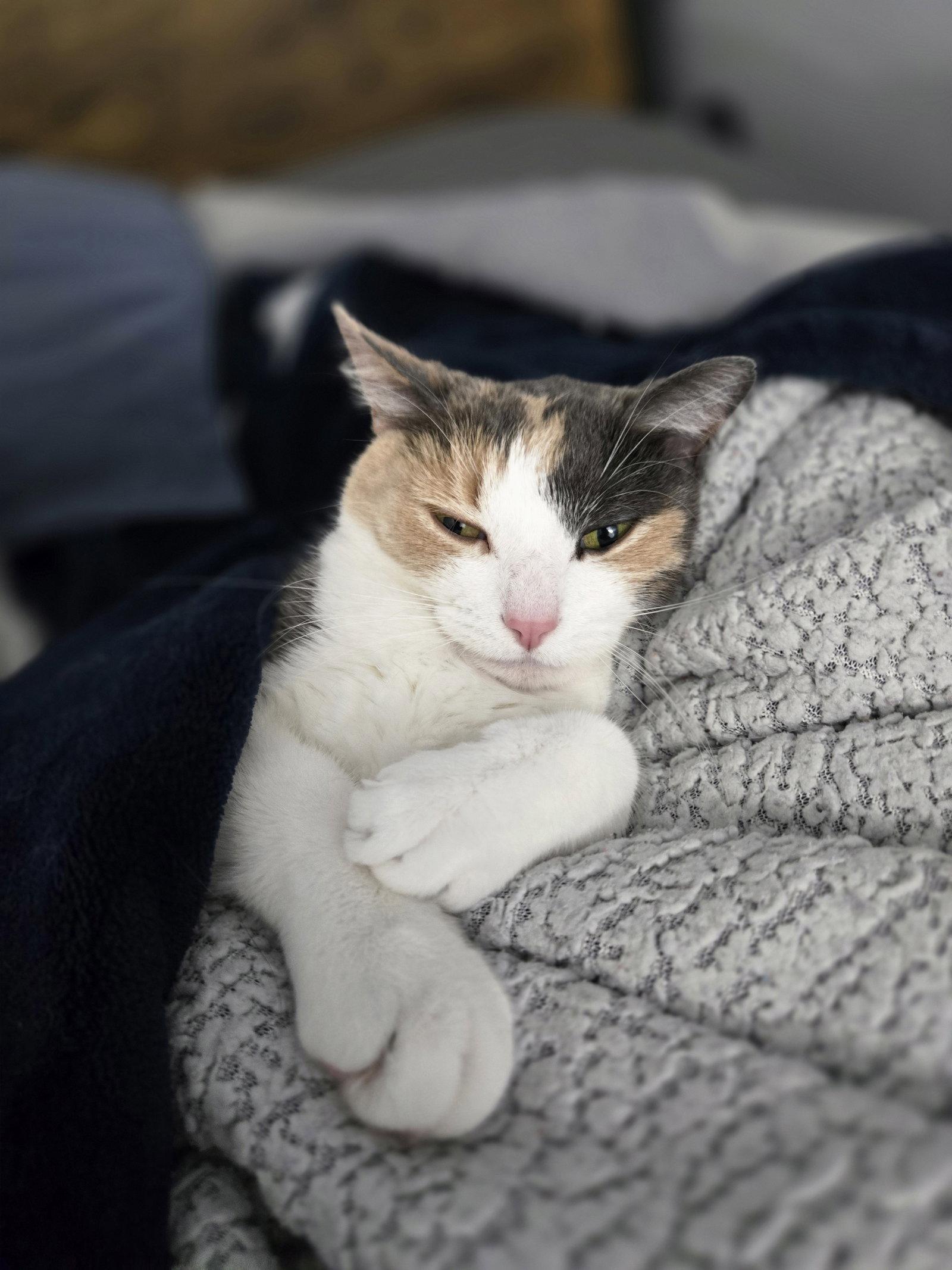 Enlarge Wanda, a Adopted Domestic Short Hair in Walled Lake, MI image 1/3