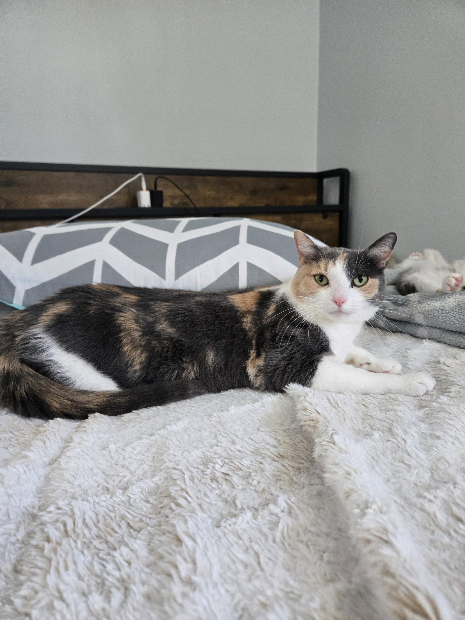 Enlarge Wanda, a Adopted Domestic Short Hair in Walled Lake, MI image 3/3