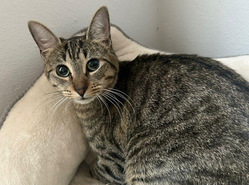 Enlarge Maira, a Adoptable mixed breed in Garden City, KS image 6/6
