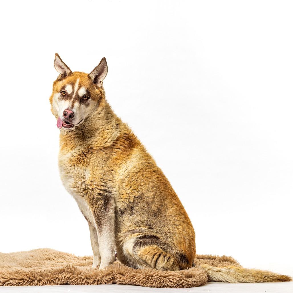 Luke, Adoptable, Senior Male Husky & German Shepherd Dog.