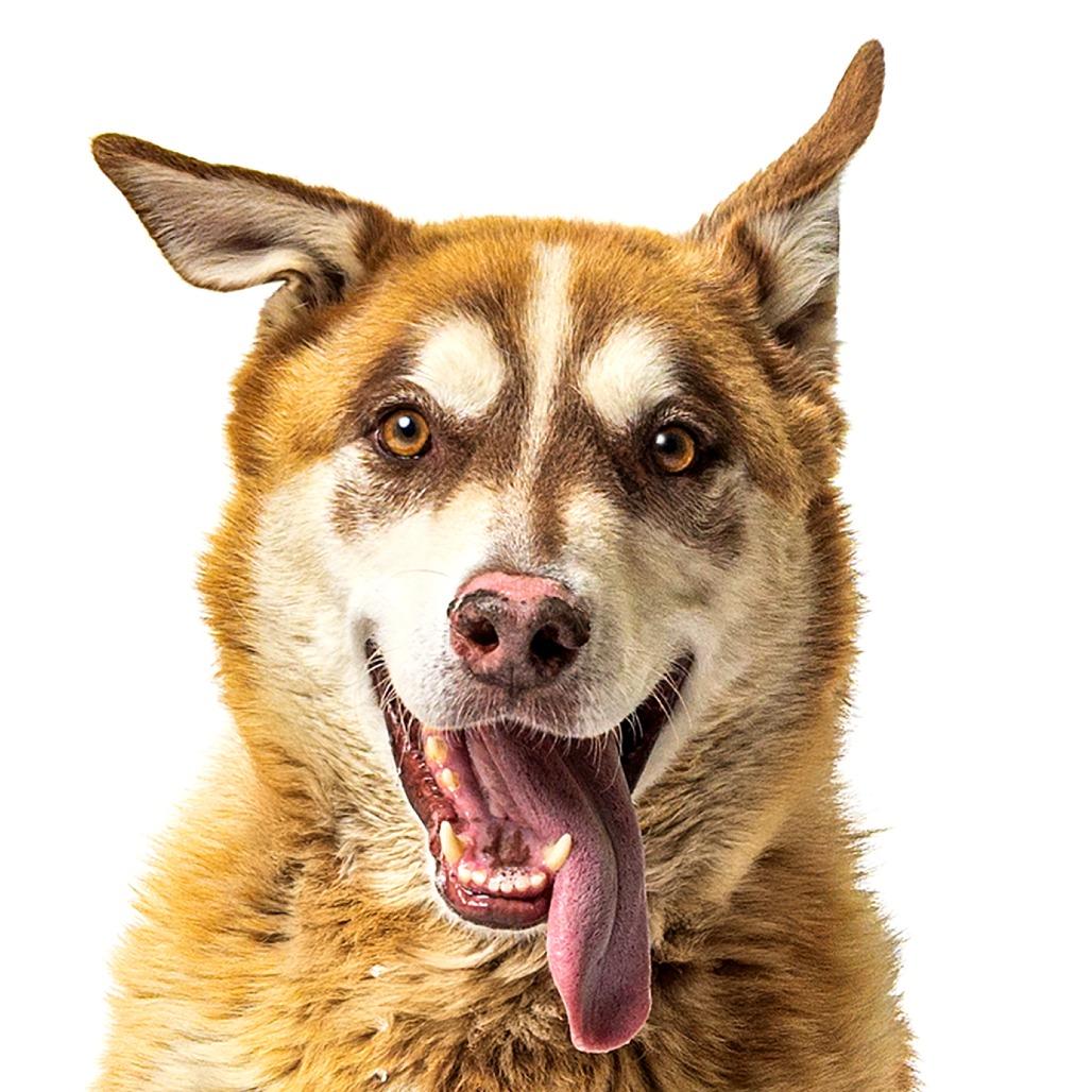 Enlarge Luke, a Adoptable mixed breed in Reno, NV image 2/5