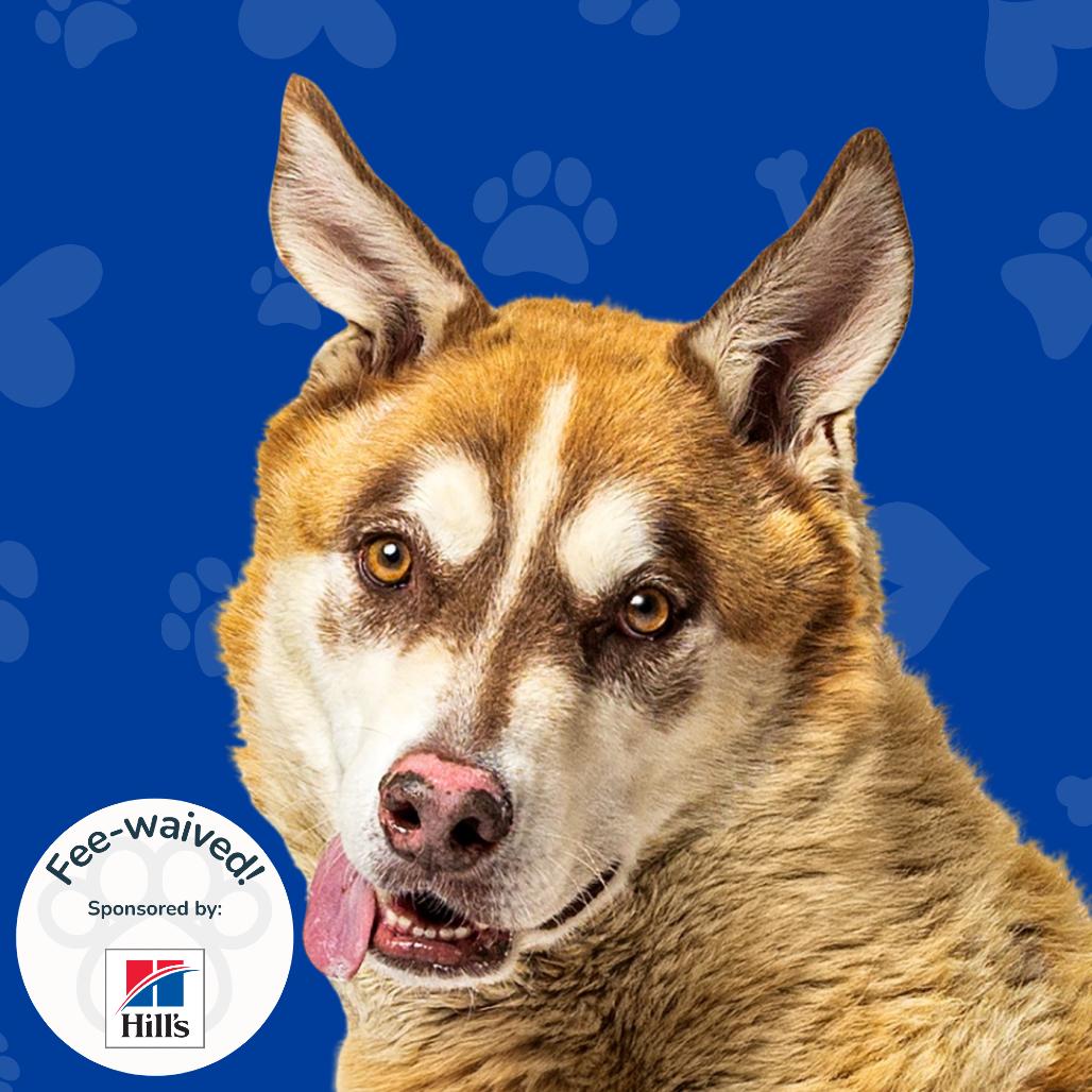 Enlarge Luke, a Adoptable mixed breed in Reno, NV image 3/6