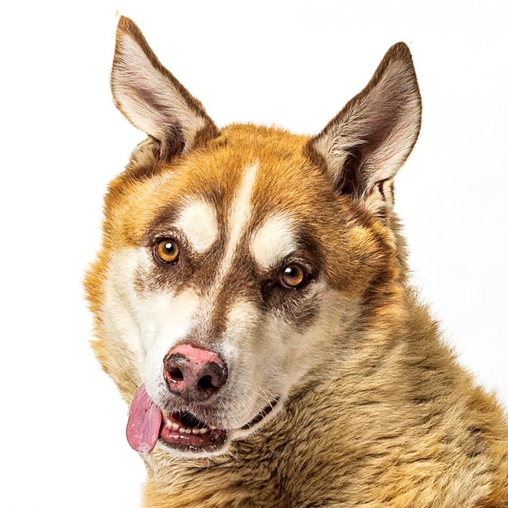 Enlarge Luke, a Adoptable mixed breed in Reno, NV image 3/5