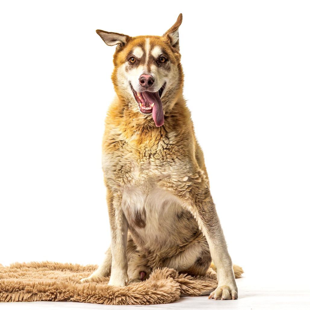 Enlarge Luke, a Adoptable mixed breed in Reno, NV image 4/5
