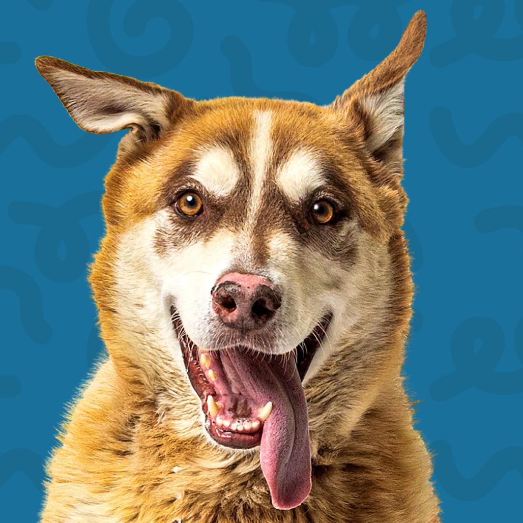 Enlarge Luke, a Adoptable mixed breed in Reno, NV image 5/5
