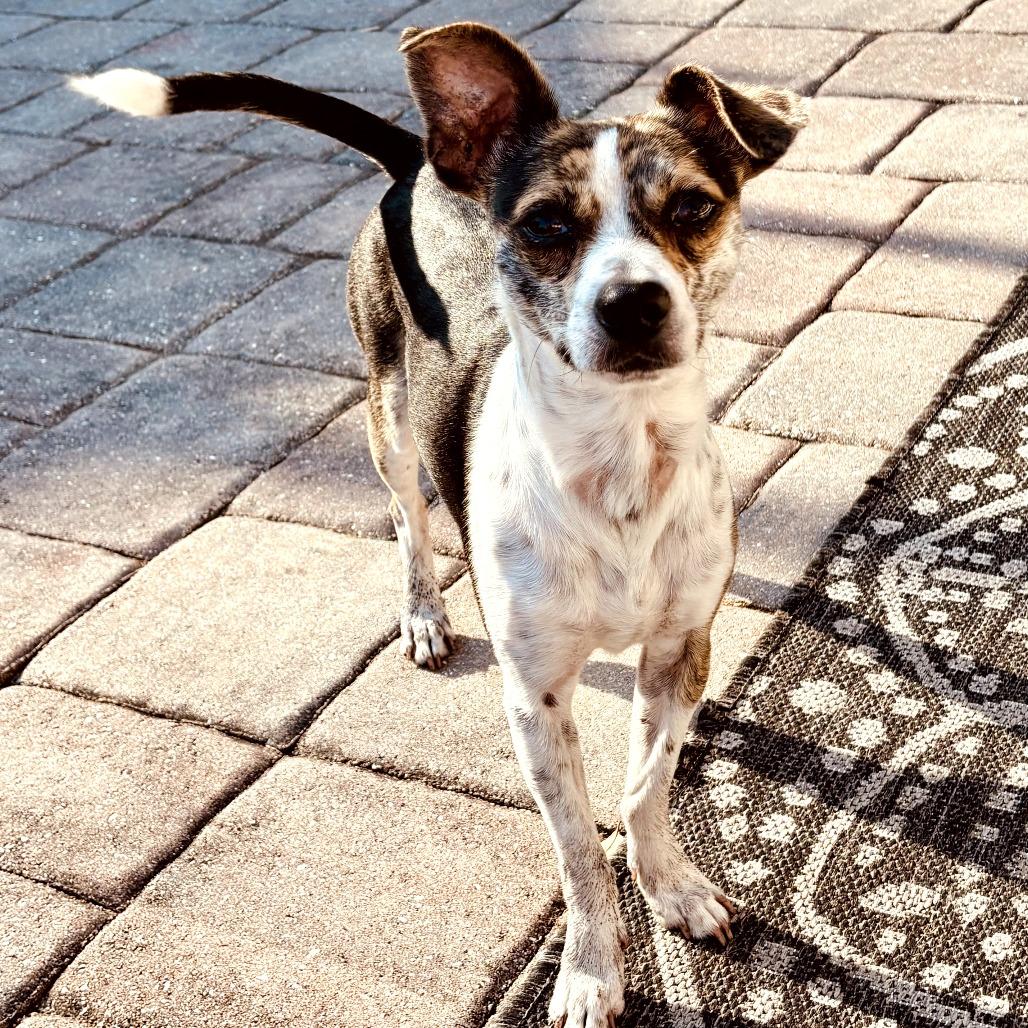 Nestle, Adoptable, Adult Male Chihuahua & Terrier.