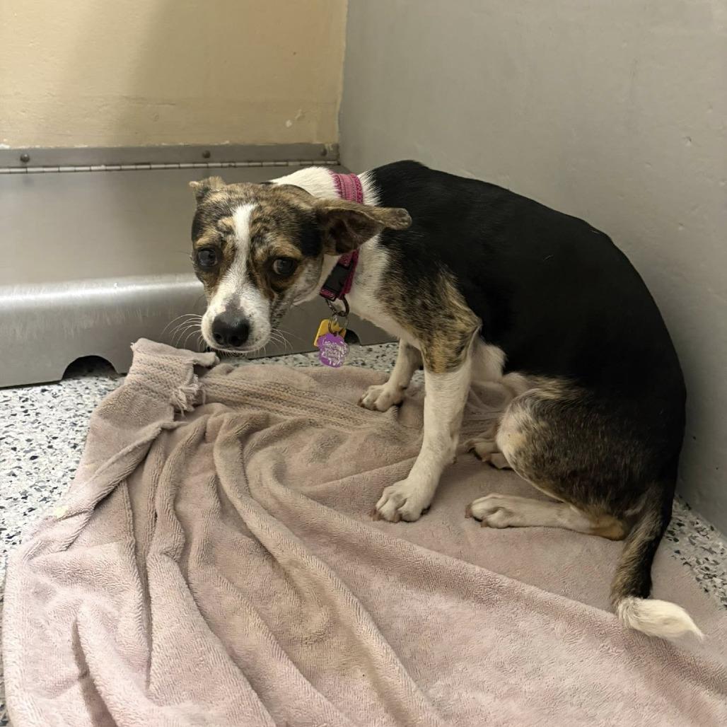 Nestle, a Adoptable mixed breed in Sarasota, FL image 1/6