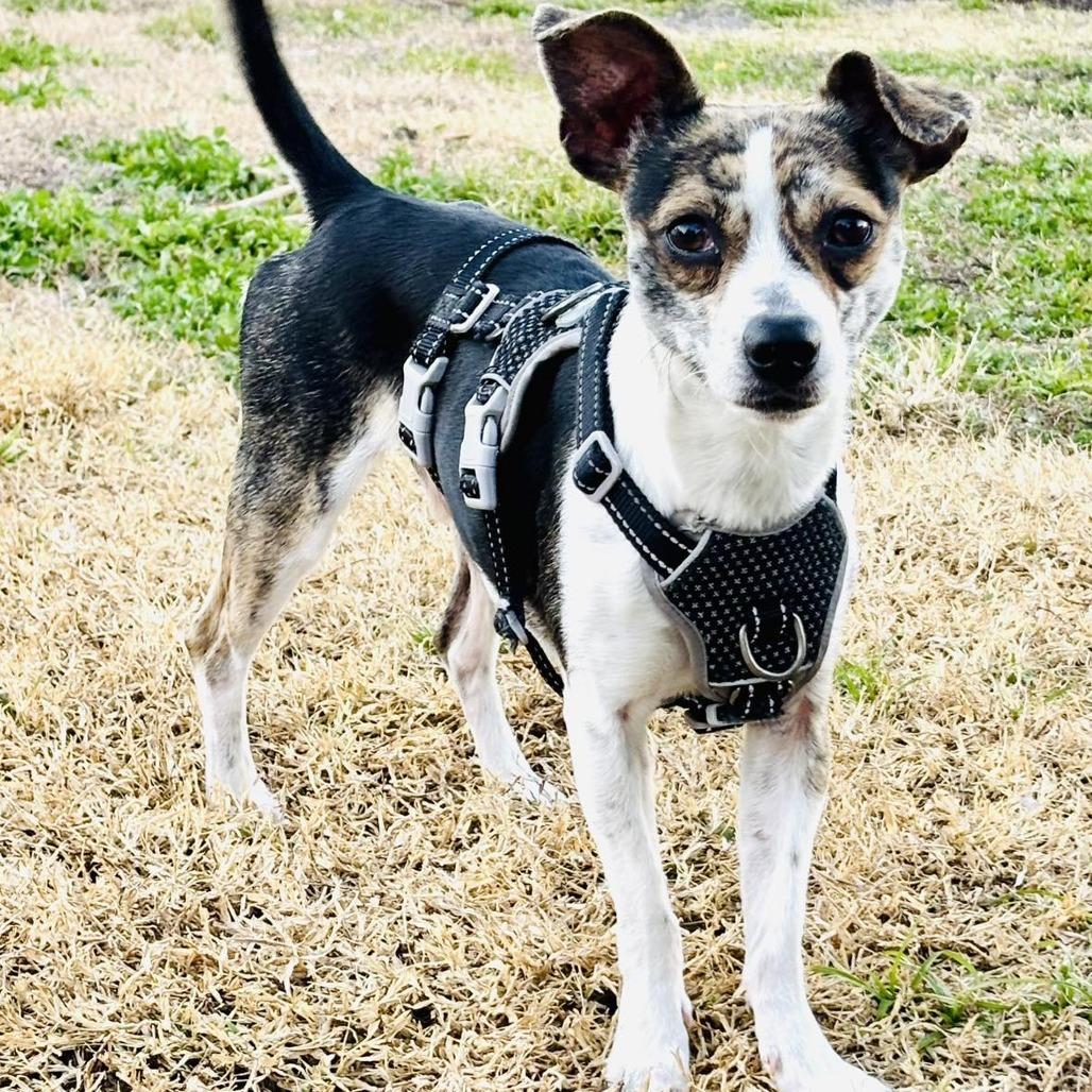 Nestle, a Adoptable mixed breed in Sarasota, FL image 2/6