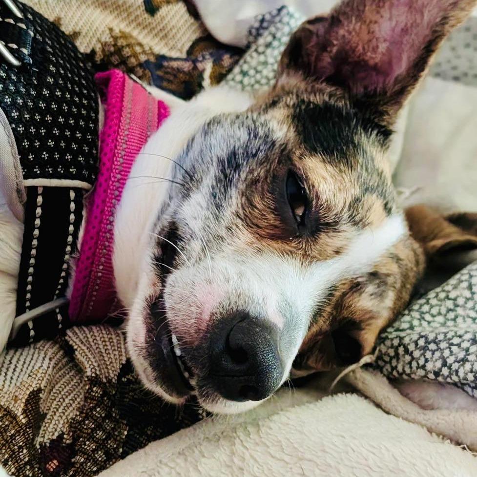 Nestle, a Adoptable mixed breed in Sarasota, FL image 3/6