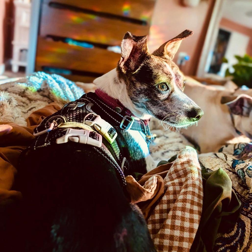 Nestle, a Adoptable mixed breed in Sarasota, FL image 4/6