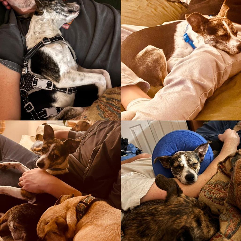 Nestle, a Adoptable mixed breed in Sarasota, FL image 5/6