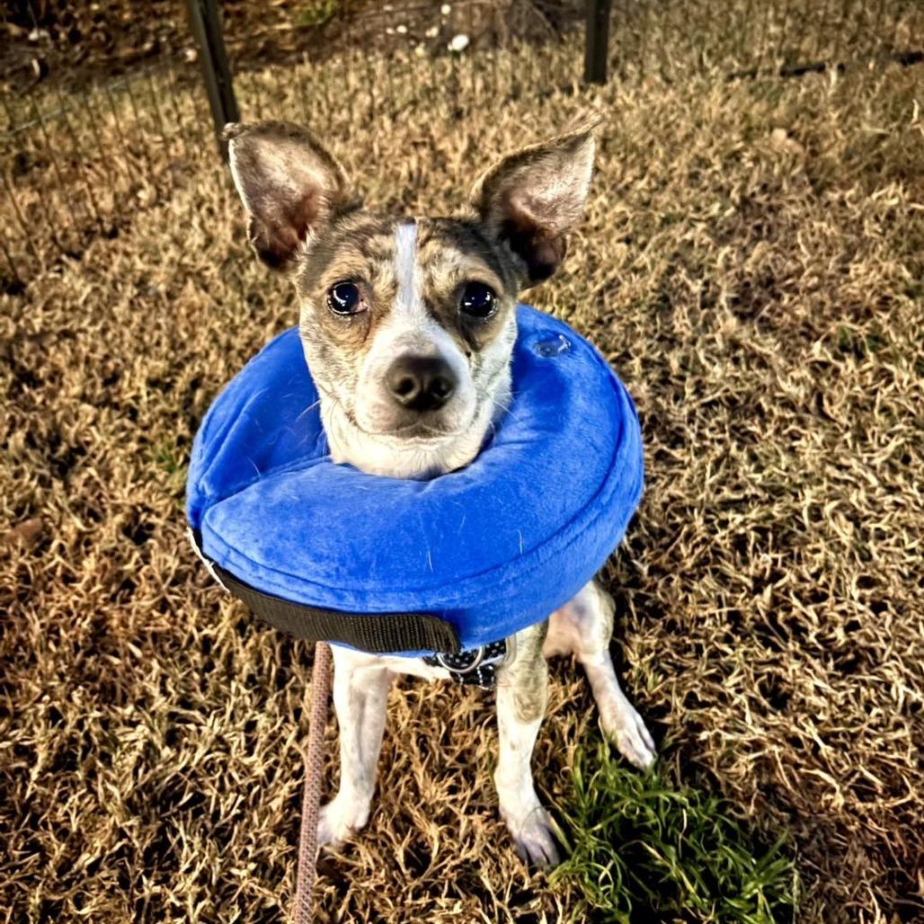 Nestle, a Adoptable mixed breed in Sarasota, FL image 6/6
