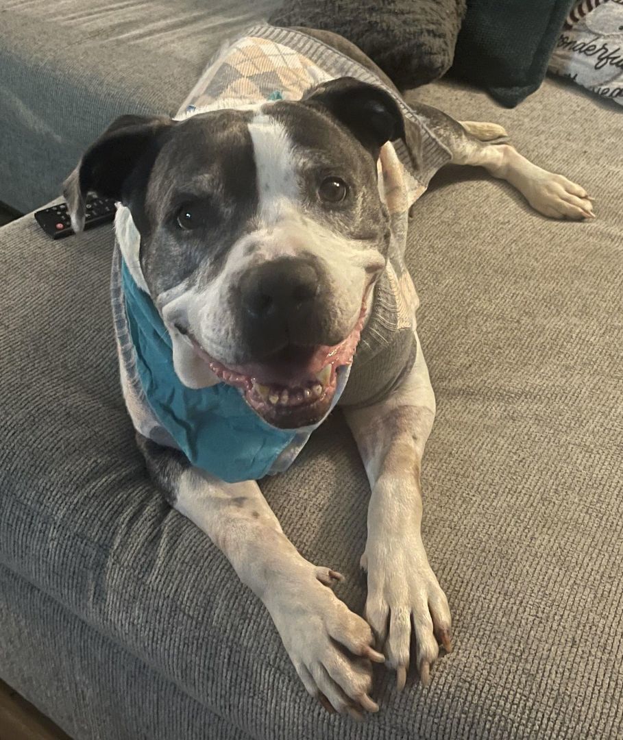 Enlarge Smiley, a Adopted Staffordshire Bull Terrier in Los Angeles, CA image 1/4