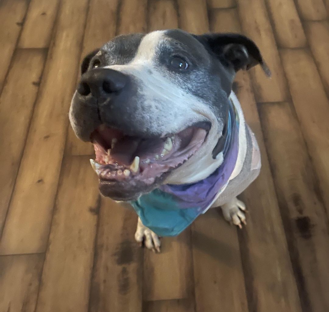 Enlarge Smiley, a Adopted Staffordshire Bull Terrier in Los Angeles, CA image 2/4