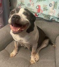 Enlarge Smiley, a Adopted Staffordshire Bull Terrier in Los Angeles, CA image 3/4