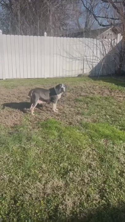 Enlarge Smiley, a Adopted Staffordshire Bull Terrier in Los Angeles, CA video 4/4