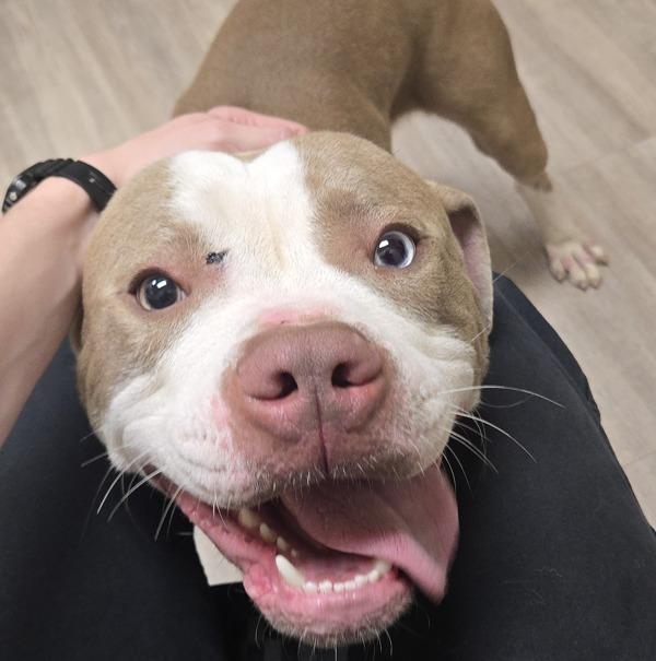 Enlarge Caesar, a Adoptable mixed breed in Oceanside, CA image 1/1