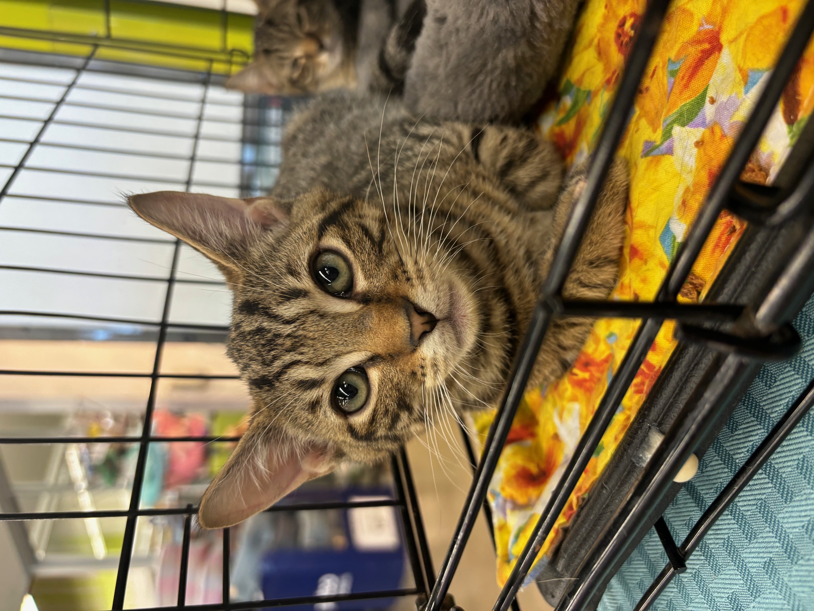 Enlarge Spanky, a Adoptable Domestic Short Hair in Richmond, VA image 1/1