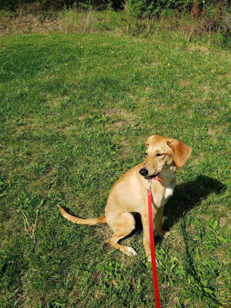 Enlarge Hazel, a ADOPTABLE mixed breed in Augusta, WV image 2/2