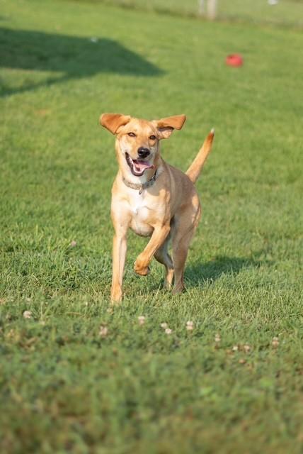 Hazel, ADOPTABLE, Young Female Hound.