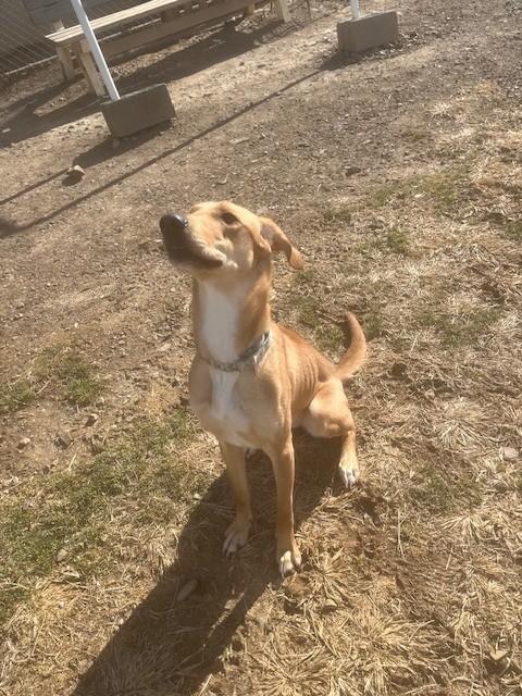 Enlarge Hazel, a ADOPTABLE mixed breed in Augusta, WV image 1/2