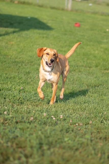 Hazel, a ADOPTABLE mixed breed in Augusta, WV image 2/4