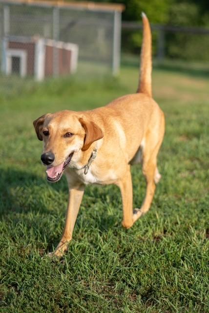 Hazel, a ADOPTABLE mixed breed in Augusta, WV image 3/4
