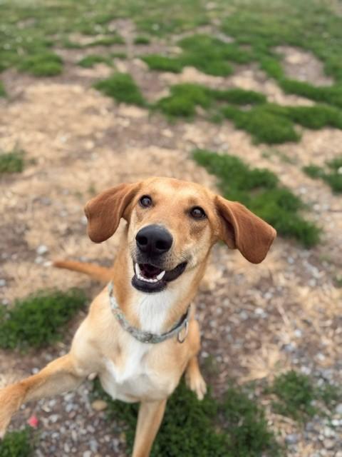 Hazel, ADOPTABLE, Young Female Hound.
