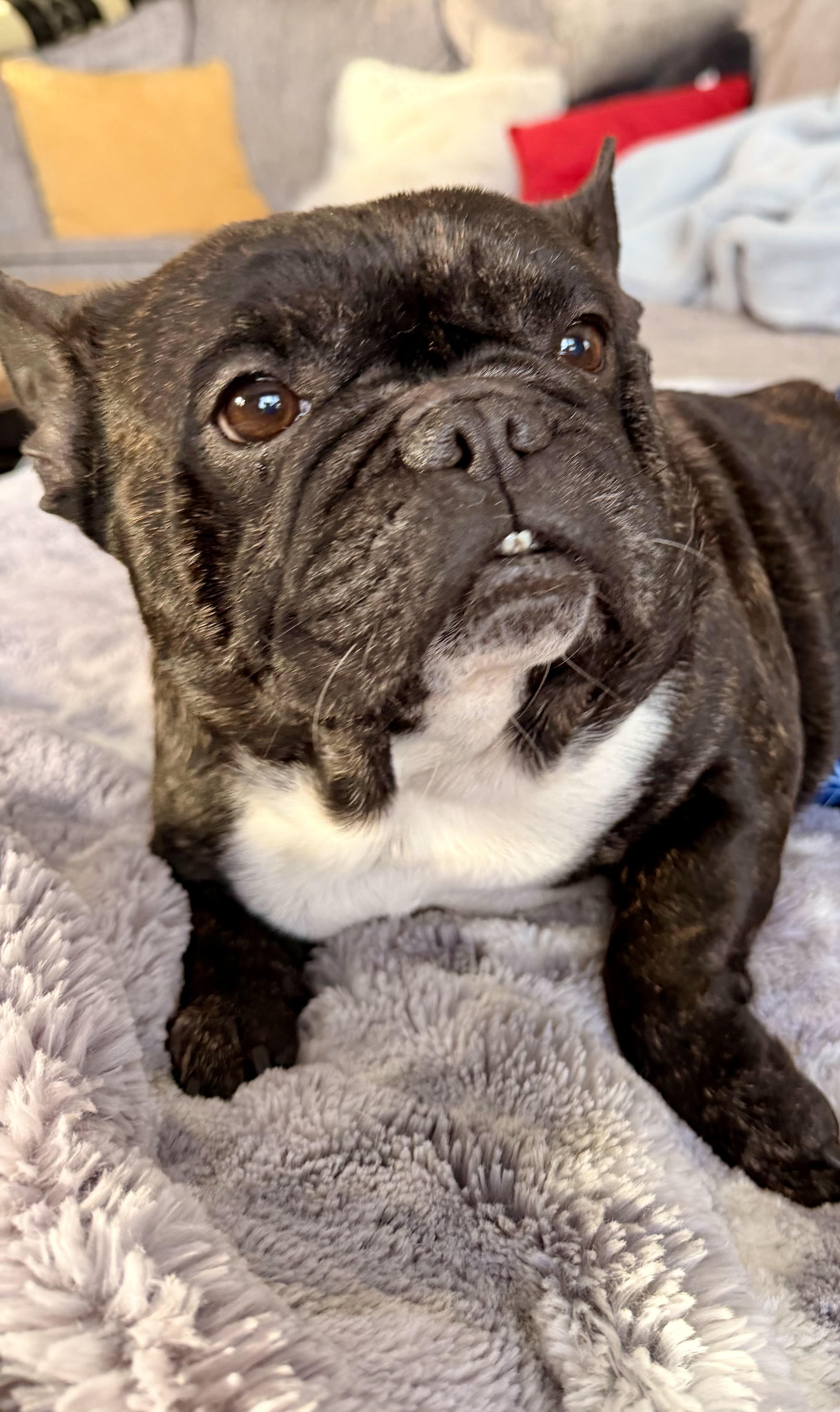 Enlarge Hugo , a ADOPTABLE French Bulldog in North Freedom, WI image 1/5