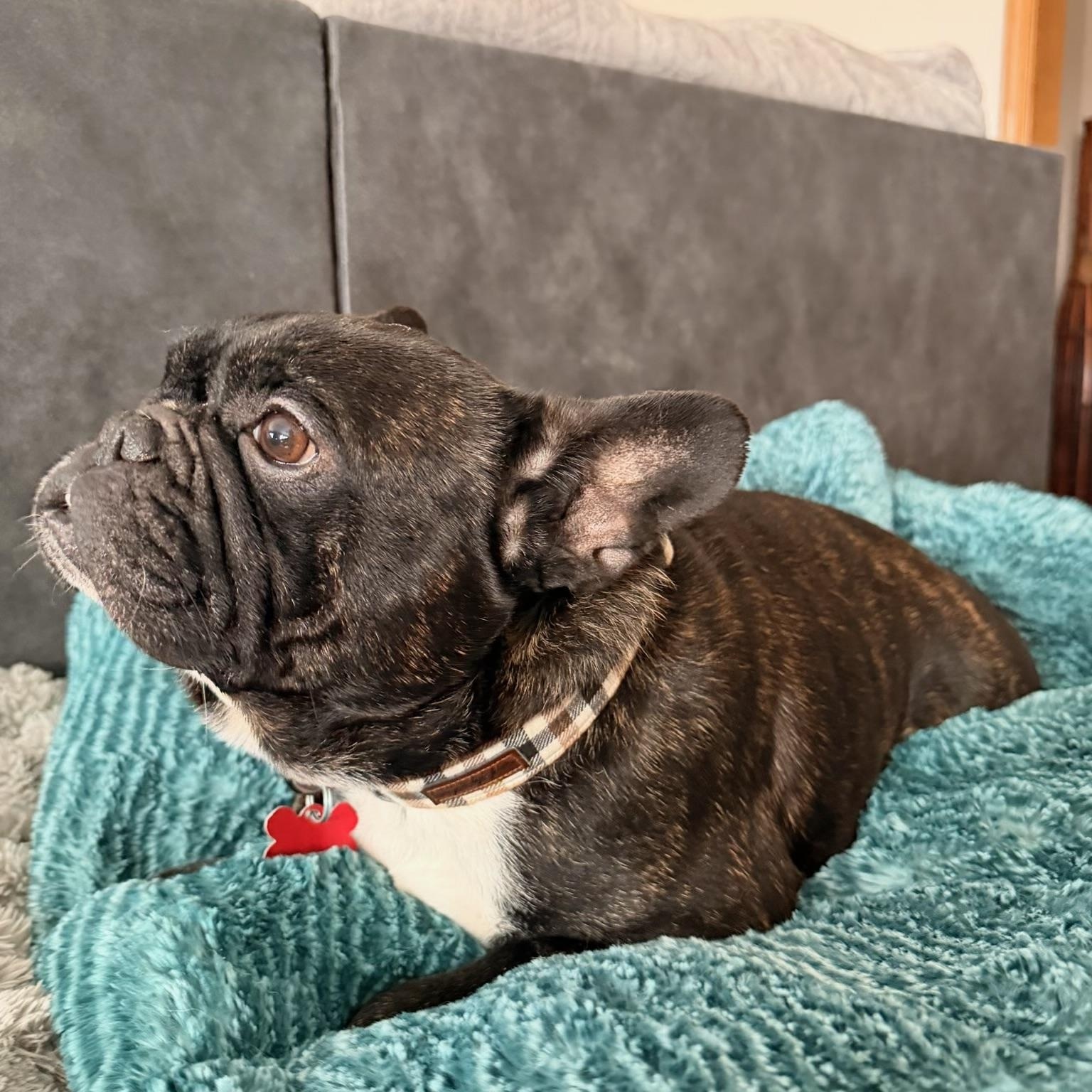 Enlarge Hugo , a ADOPTABLE French Bulldog in North Freedom, WI image 5/5