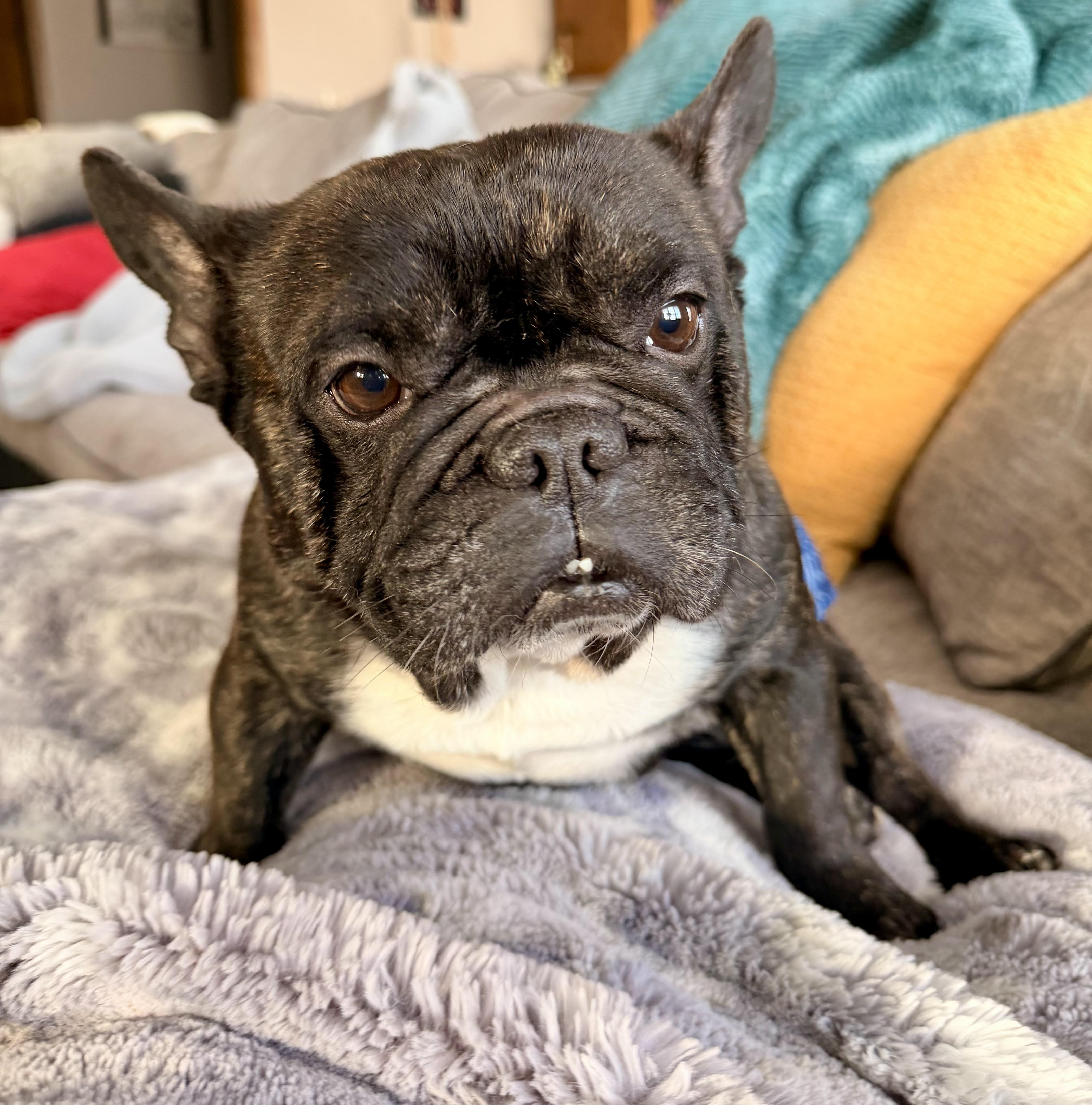Enlarge Hugo , a ADOPTABLE French Bulldog in North Freedom, WI image 3/5