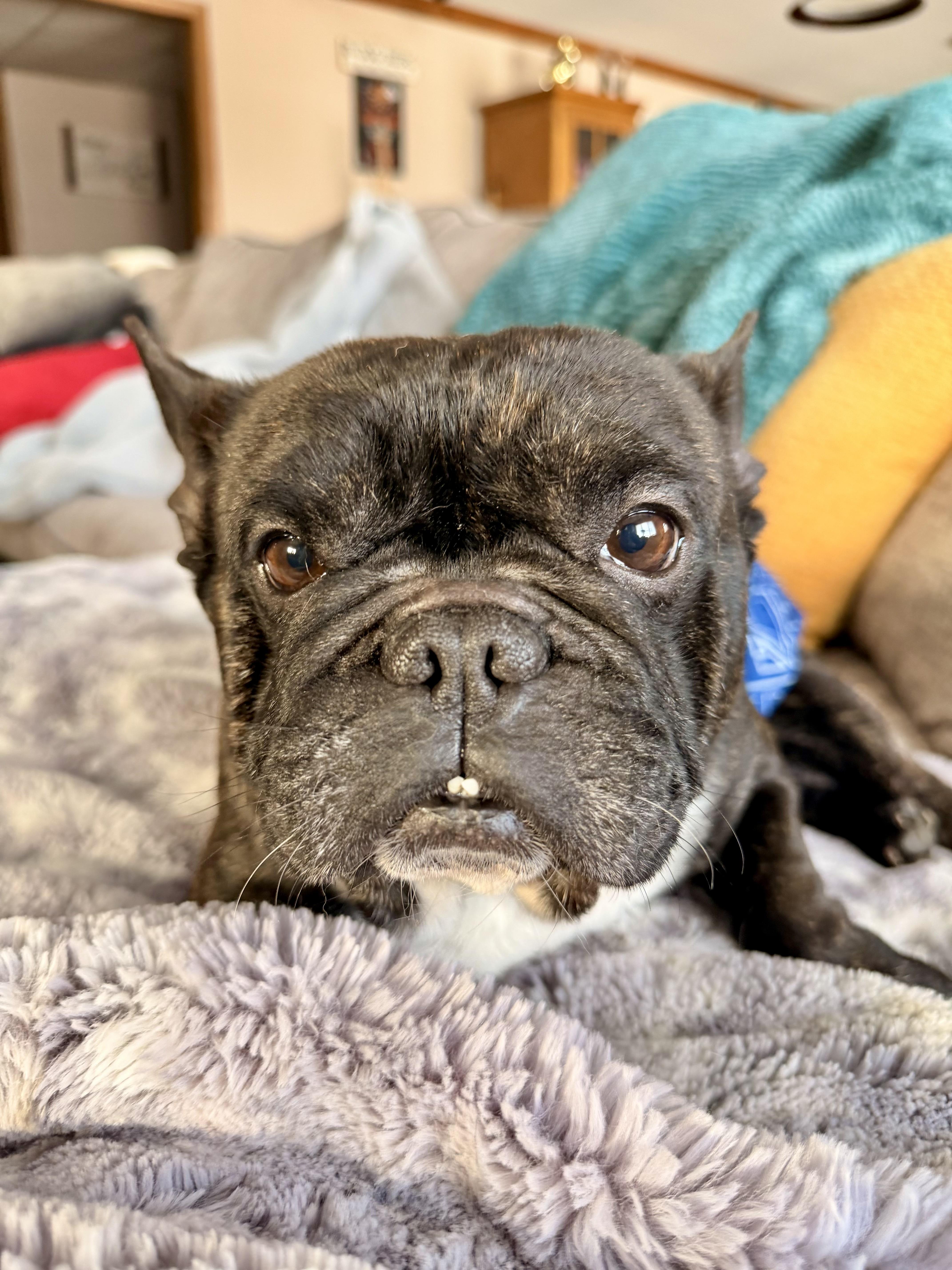 Enlarge Hugo , a ADOPTABLE French Bulldog in North Freedom, WI image 2/5