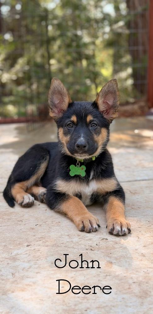 Deere, a Adoptable mixed breed in Pleasant Hill, CA image 1/4