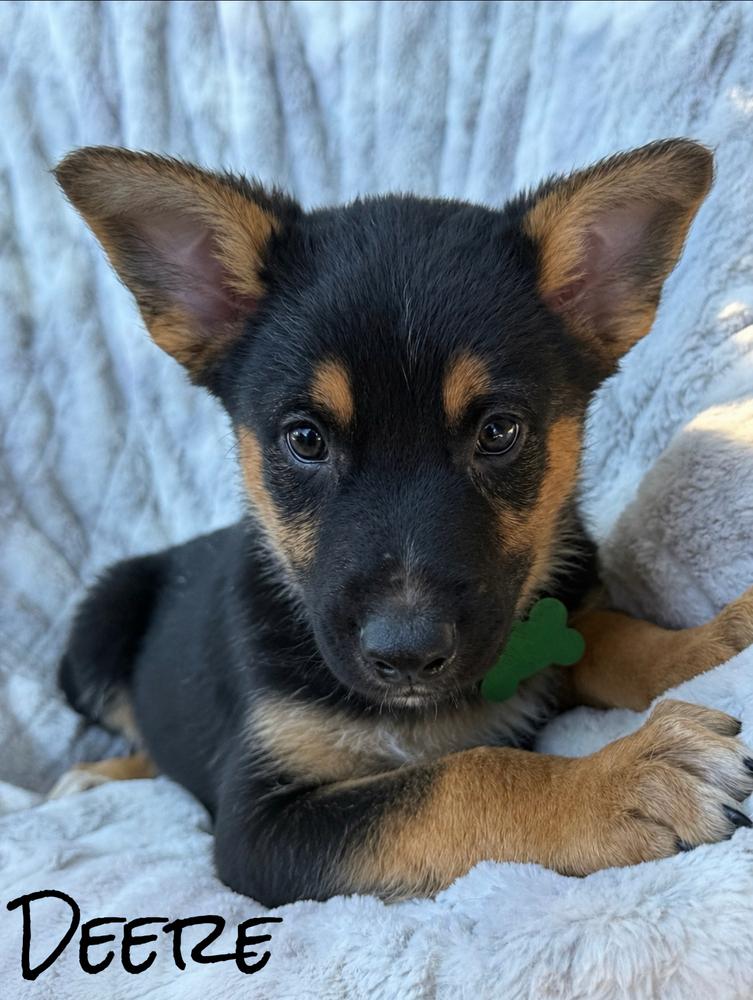 Deere, a Adoptable mixed breed in Pleasant Hill, CA image 2/4