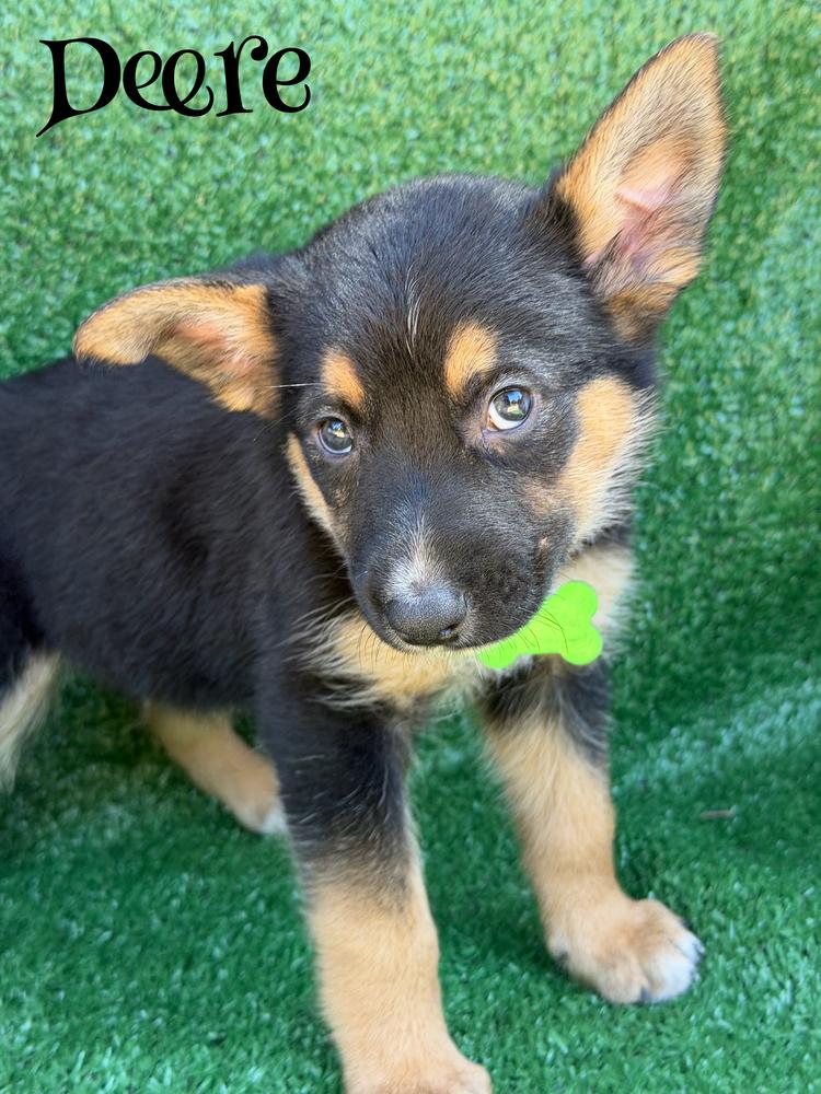 Deere, a Adoptable mixed breed in Pleasant Hill, CA image 3/4
