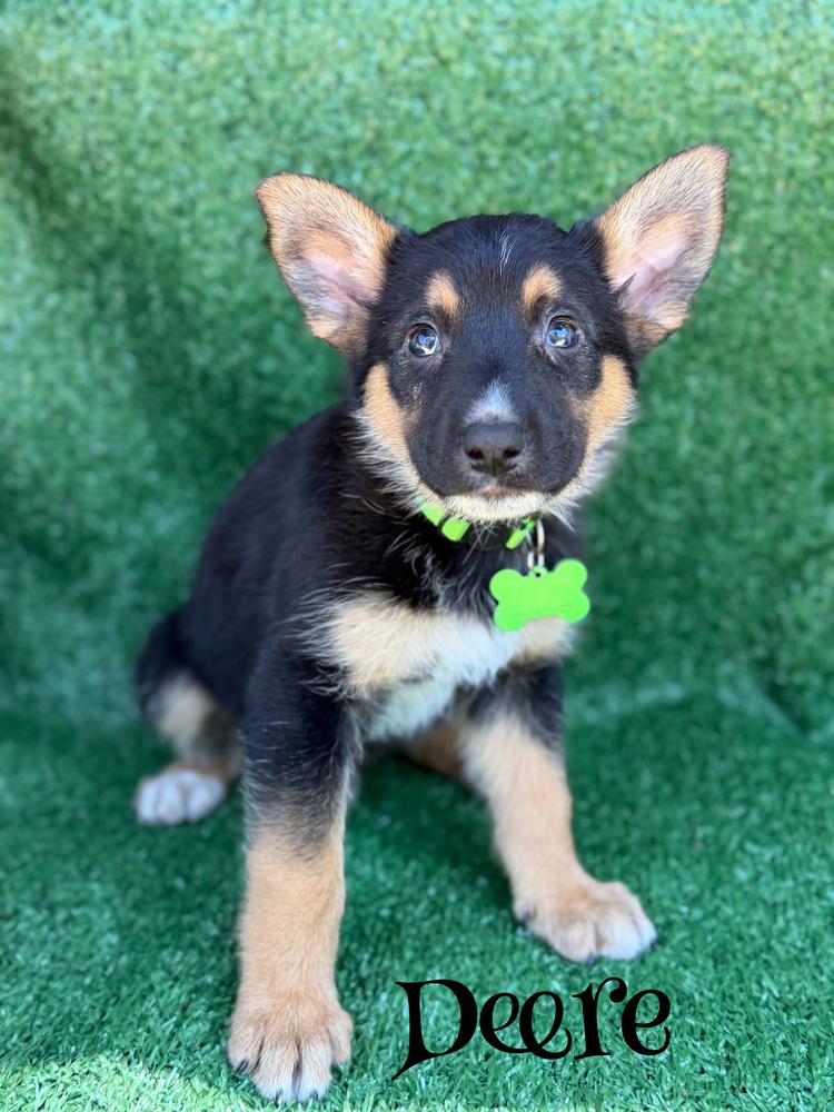 Deere, a Adoptable mixed breed in Pleasant Hill, CA image 4/4