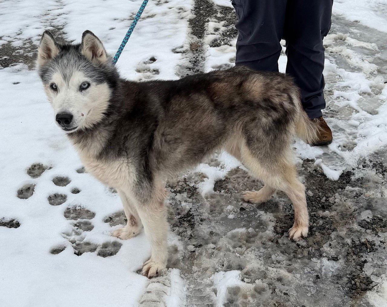Kira: Bonded with Lucy, Adoptable, Senior Female Husky.