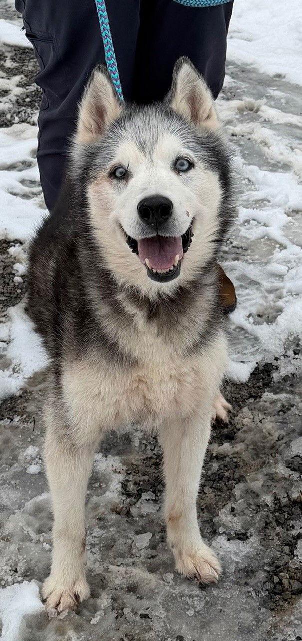 Kira: Bonded with Lucy, a Adoptable Husky in Elkins, WV image 2/2
