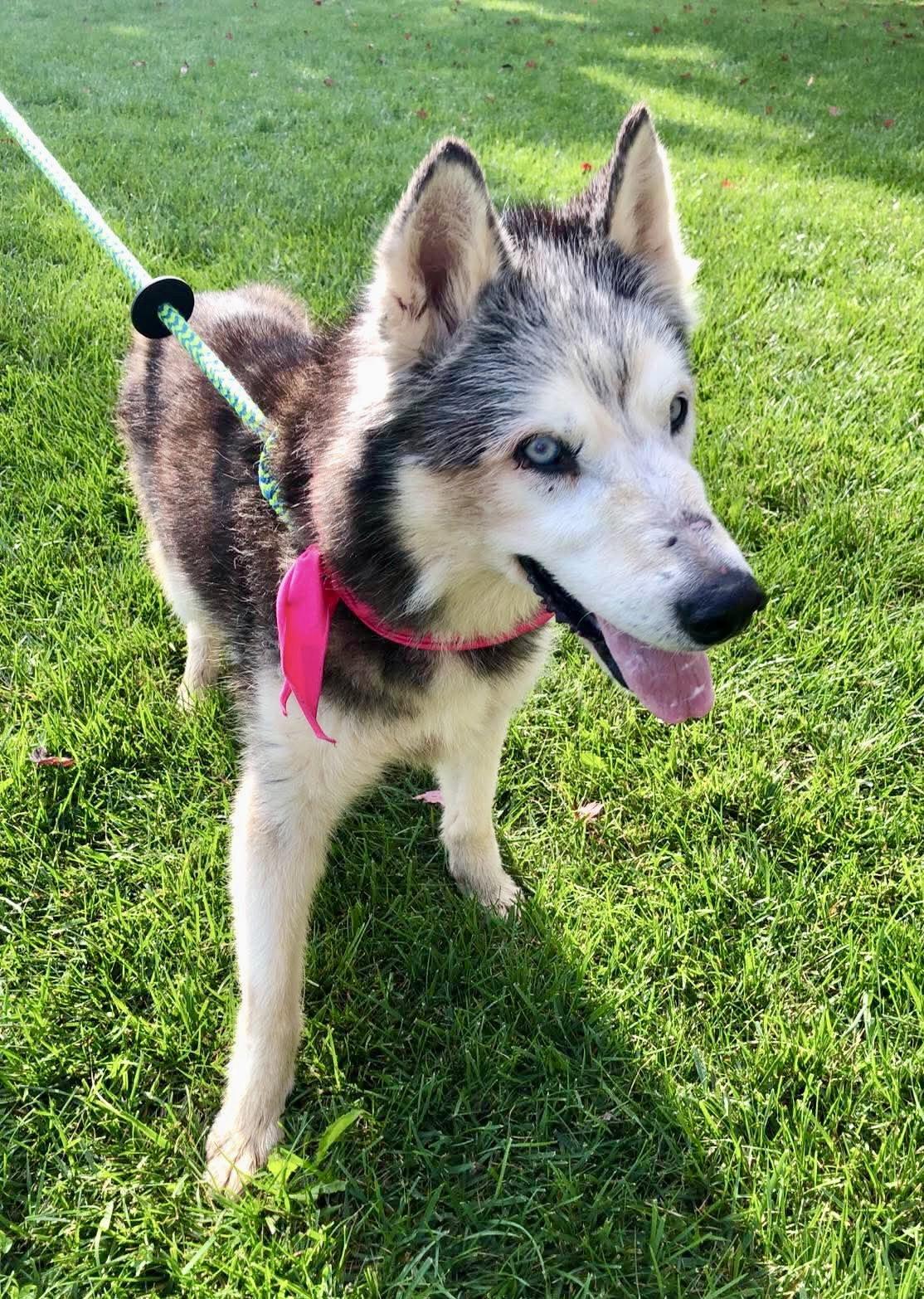 Enlarge Kira: Bonded with Lucy, a Adoptable Husky in Elkins, WV image 3/3