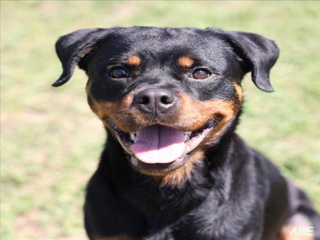 A518167, Adoptable, Adult Female Rottweiler.