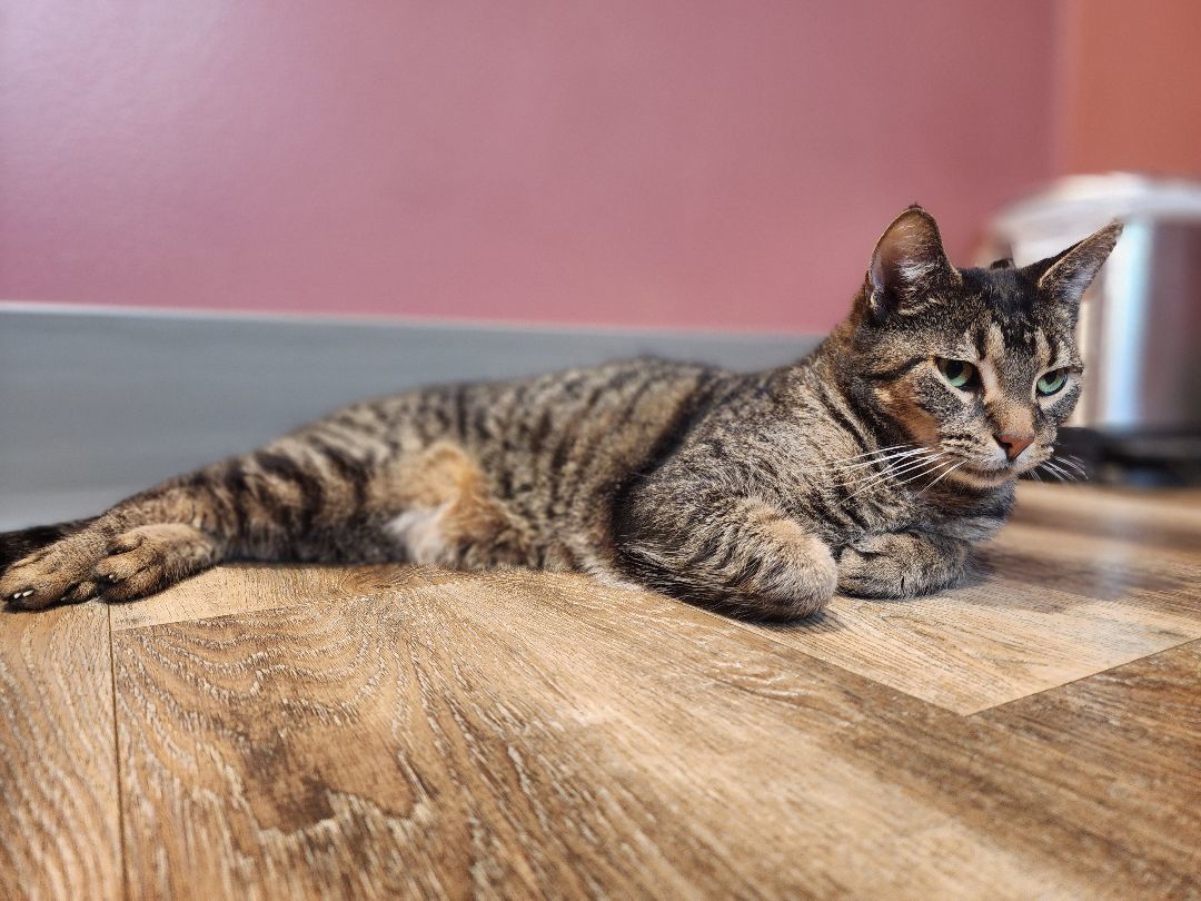 Enlarge Arnold, a Adopted Domestic Short Hair in Charlotte, MI image 1/4