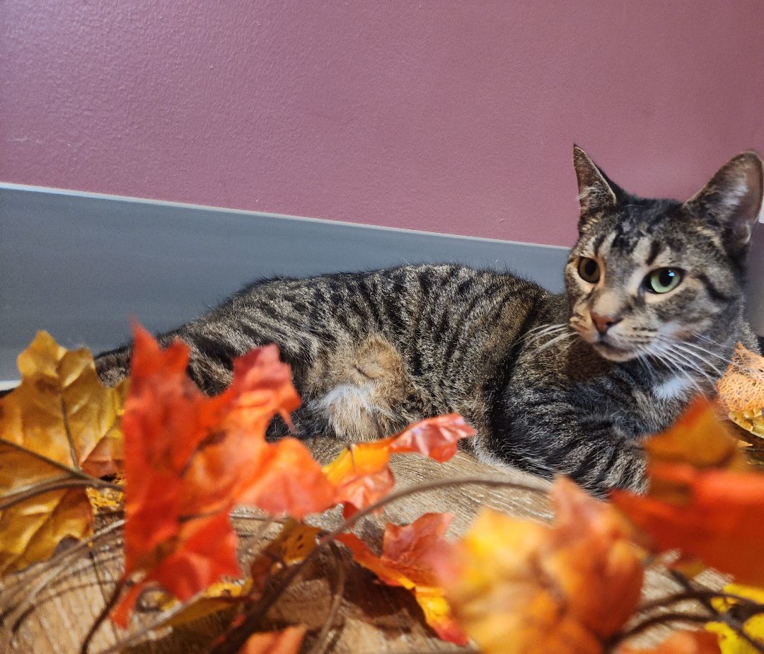 Enlarge Arnold, a Adopted Domestic Short Hair in Charlotte, MI image 2/4