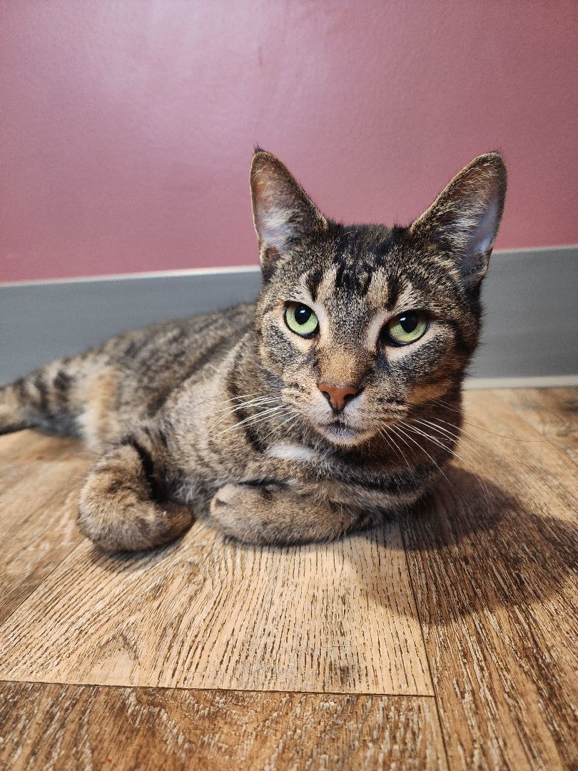 Enlarge Arnold, a Adopted Domestic Short Hair in Charlotte, MI image 3/4