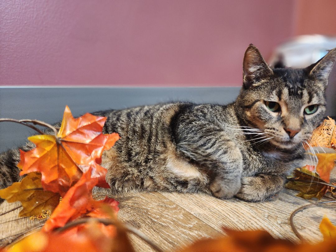 Enlarge Arnold, a Adopted Domestic Short Hair in Charlotte, MI image 4/4