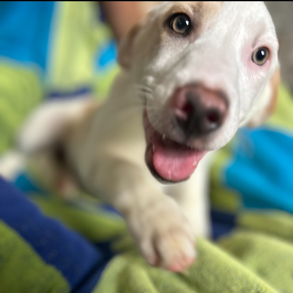 Chloe, an adopted Australian Shepherd in Lindenhurst, NY_image-1