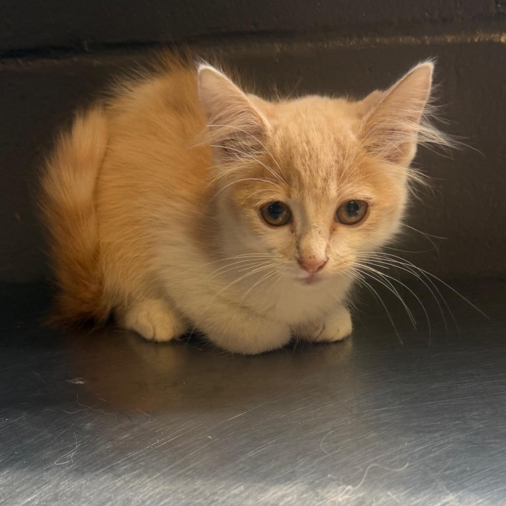 TUSC-Stray-85740 photo