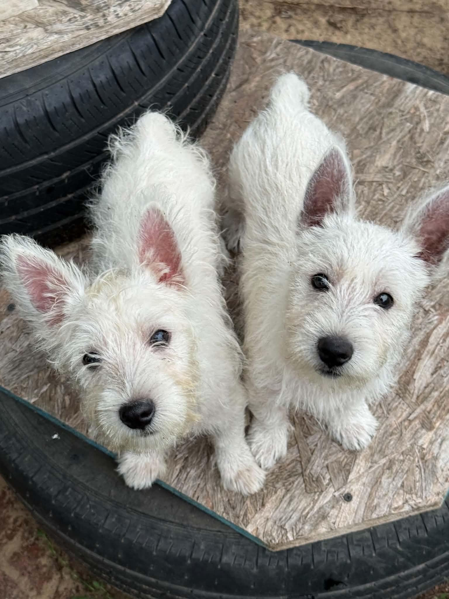 Remy, ADOPTABLE, Puppy Male West Highland White Terrier / Westie.